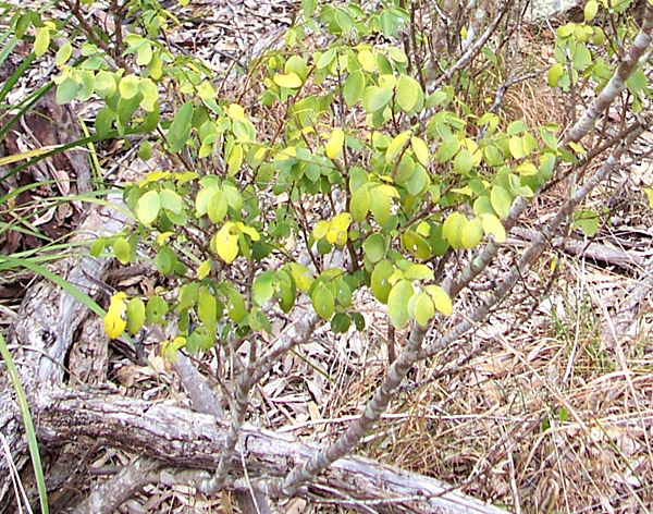 Breynia oblongifolia - Coffee Bush