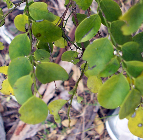 Breynia oblongifolia - Coffee Bush