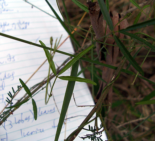 Bush Tucker Plant Quiz, Question 2 - Can you identify this plant?