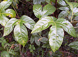 Bush Tucker Plant Foods - Passiflora - Passionfruit