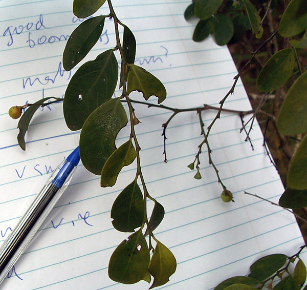 Breynia oblongifolia - Coffee Bush