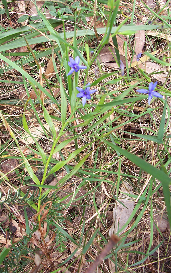 Stypandra glauca - Nodding Blue Lily