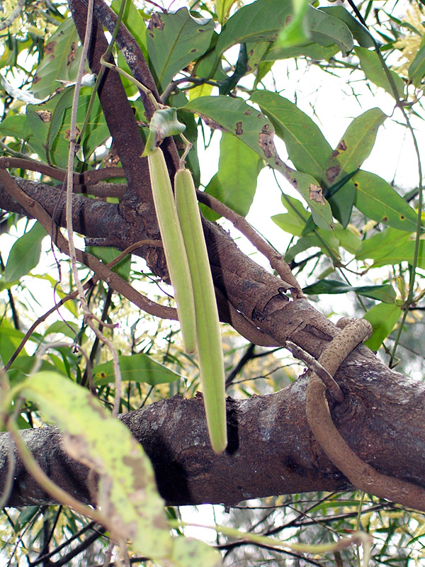 Parsonsia straminea - Common Silkpod