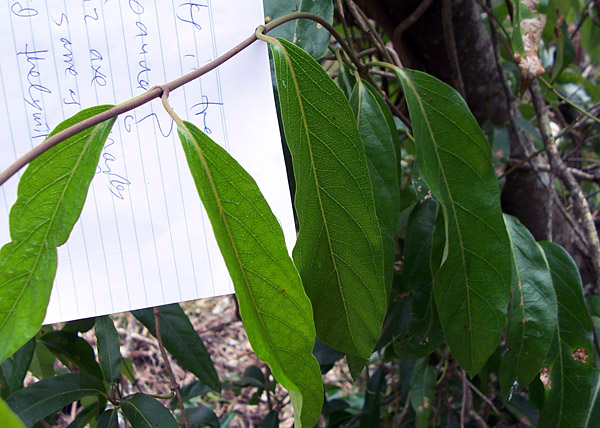 Parsonsia straminea - Common Silkpod