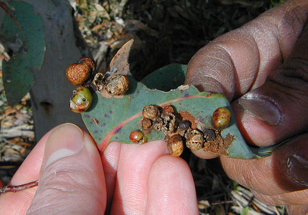 Bush Tucker Plant Quiz, Question 7 - Can you identify this plant?