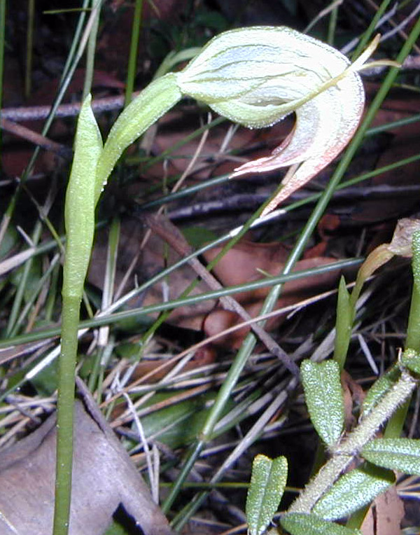 Bush Tucker Plant Quiz, Question 10 - Can you identify this plant?