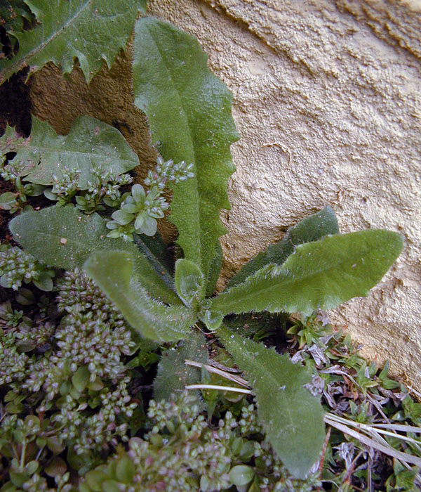 Bush Tucker Plant Quiz, Question 5 - Can you identify this plant?