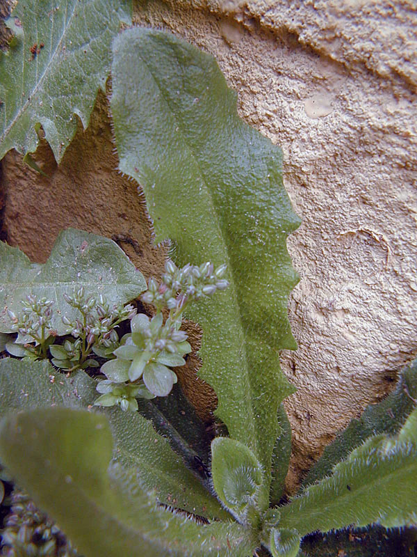 Hypochaeris radicata - Catsears