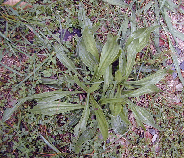 Plantago lancolata - Ribwort Plantain