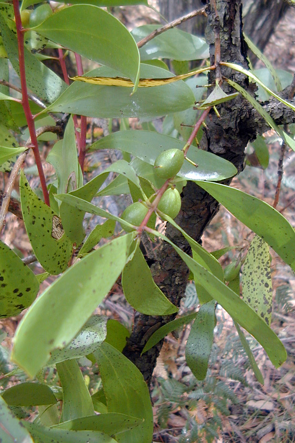 Bush Tucker Plant Quiz, Question 5 - Can you identify this plant?