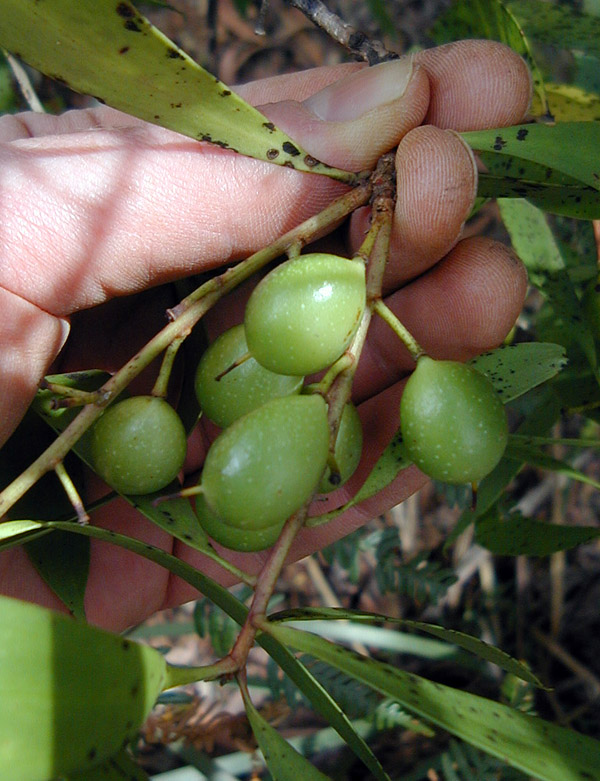 Bush Tucker Plant Quiz, Question 4 - Can you identify this plant?