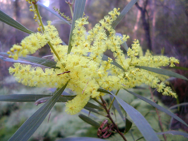 Acacia longifolia - Sydney Golden Wattle