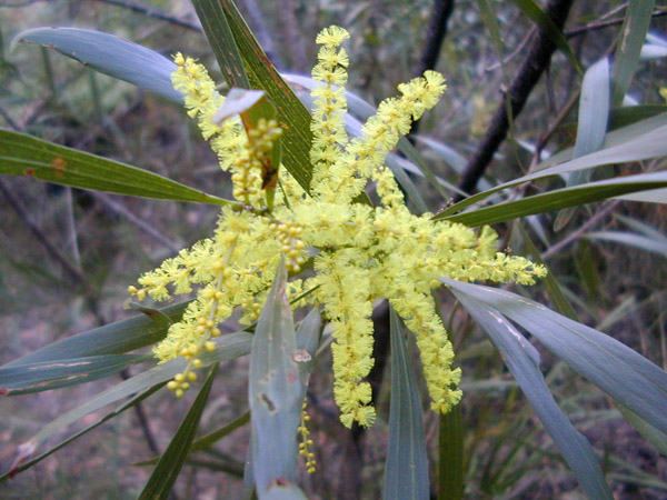 Bush Tucker Plant Quiz, Question 1 - Can you identify this plant?