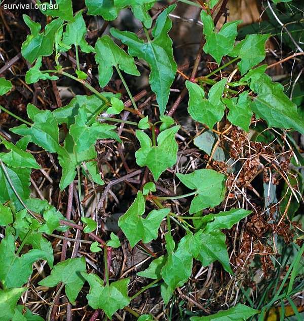 Bush Tucker Plant Quiz, Question 1 - Can you identify this plant?