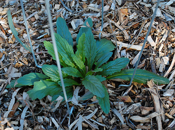 Ajuga australis - Austral Bugle