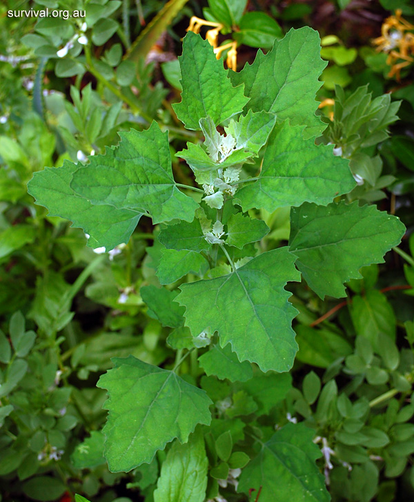 Bush Tucker Plant Quiz, Question 7 - Can you identify this plant?