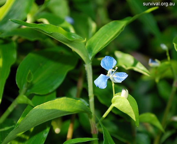 Commelina cyanea - Scurvy Weed - Edible Weeds and Bush Tucker Plant Foods