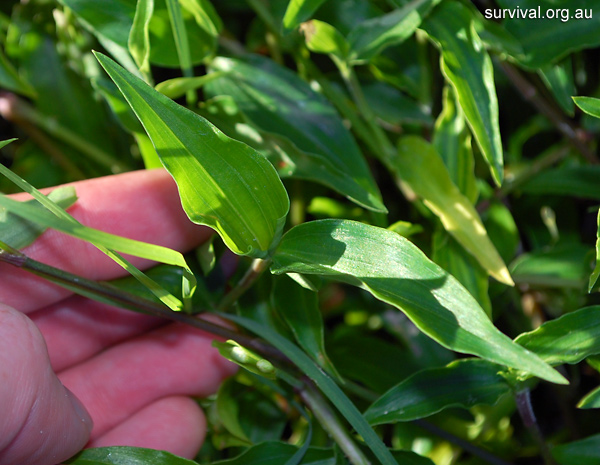 Commelina cyanea - Scurvy Weed - Edible Weeds and Bush Tucker Plant Foods