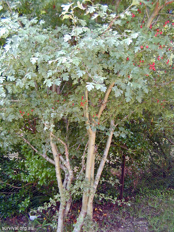 Bush Tucker Plant Quiz, Question 3 - Can you identify this plant?