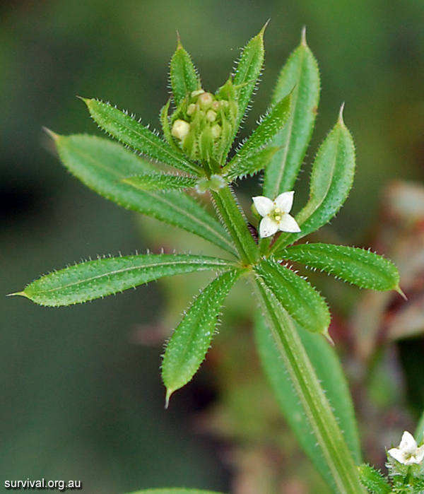 Galium aparine - Cleavers - Edible Weeds and Bush Tucker Plant Foods