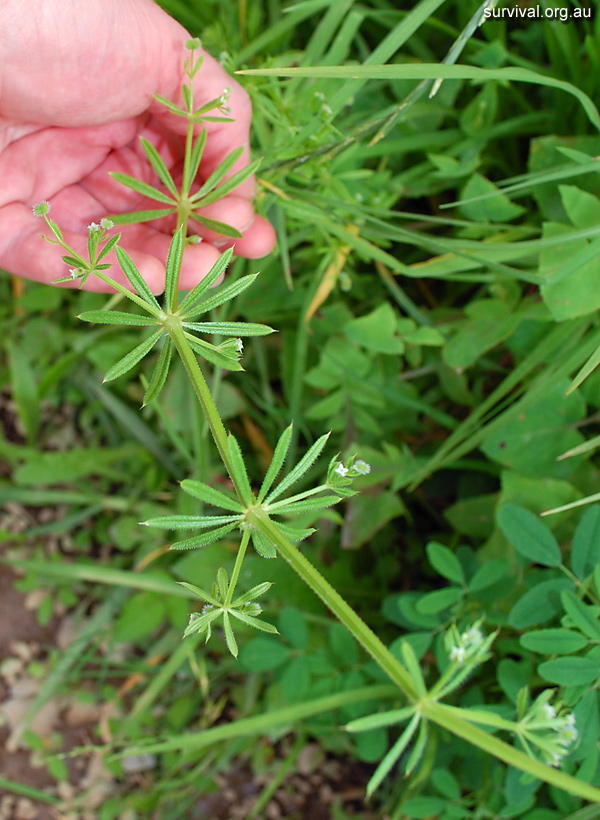 Galium aparine - Cleavers - Edible Weeds and Bush Tucker Plant Foods