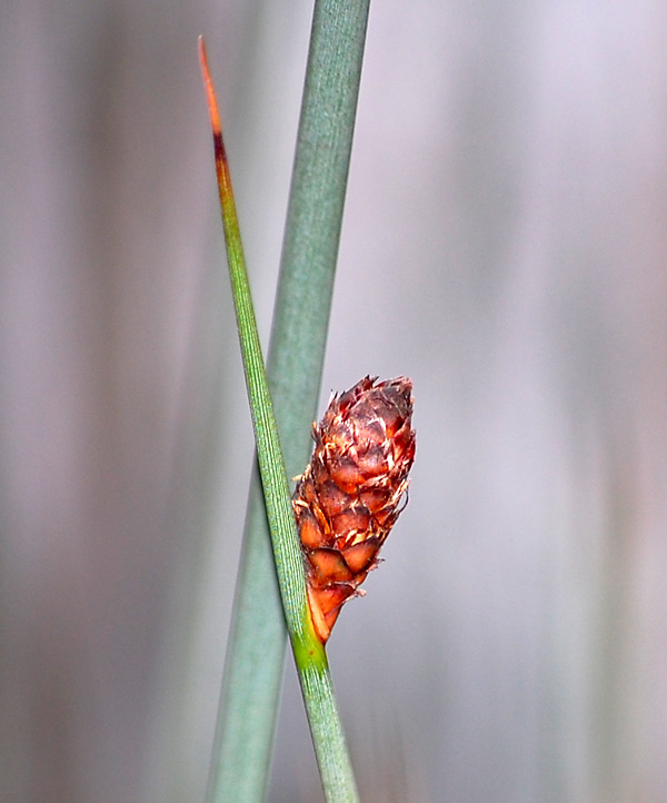 Bush Tucker Plant Quiz, Question 10 - Can you identify this plant?