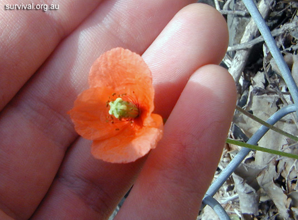 Papaver - Poppies - Edible Weeds and Bush Tucker Plant Foods