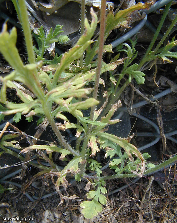 Papaver - Poppies - Edible Weeds and Bush Tucker Plant Foods