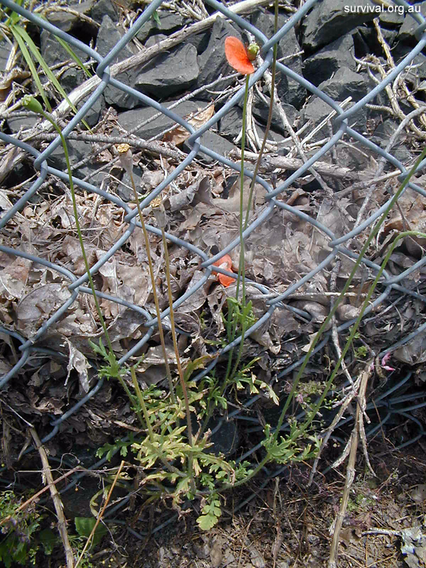 Papaver - Poppies - Edible Weeds and Bush Tucker Plant Foods