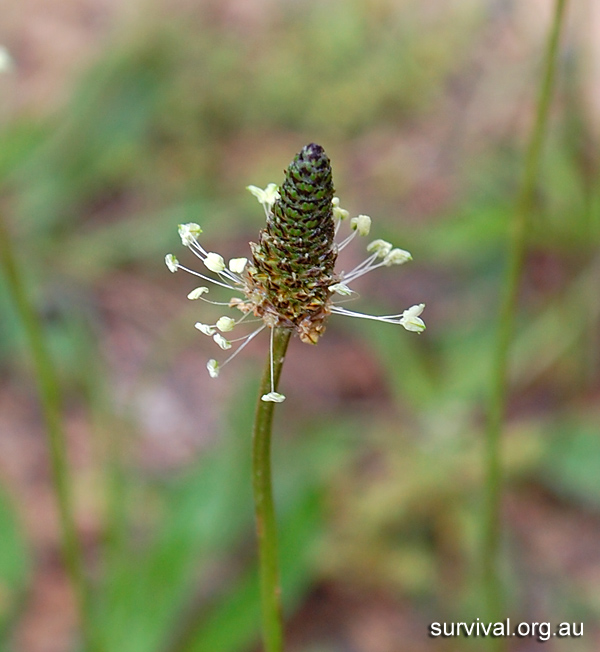 Plantago lancolata - Ribwort Plantain