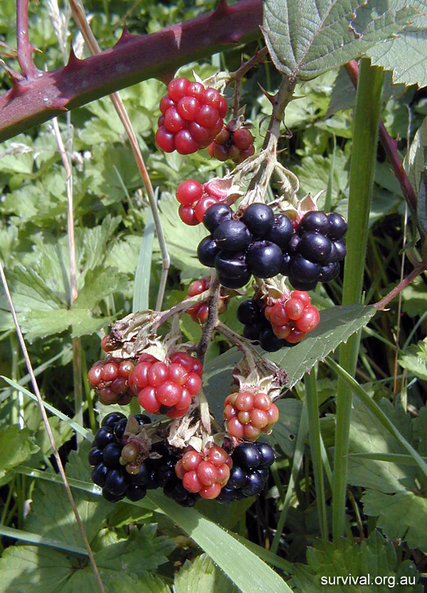 Rubus Fruticosus - Blackberry Bramble - Edible Weeds and Bush Tucker Plant Foods