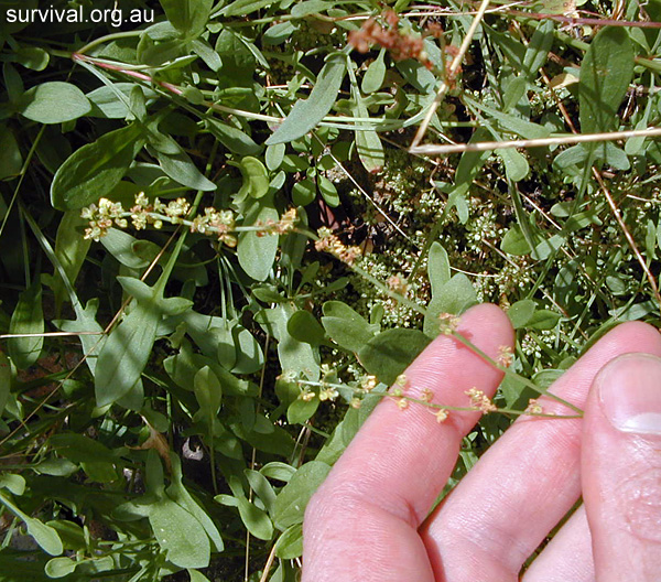 Rumex acetosella - Sheep Sorrel - Bush Tucker Plant Foods