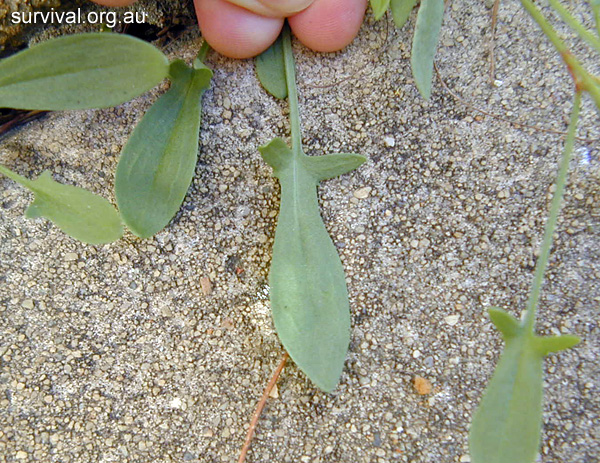 Rumex acetosella - Sheep Sorrel - Bush Tucker Plant Foods