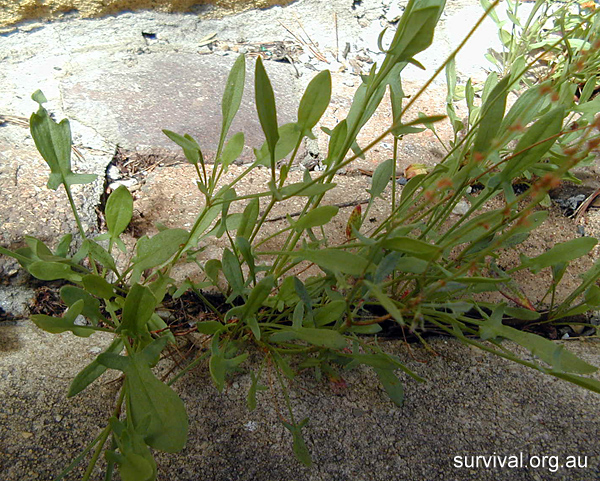 Rumex acetosella - Sheep Sorrel - Bush Tucker Plant Foods