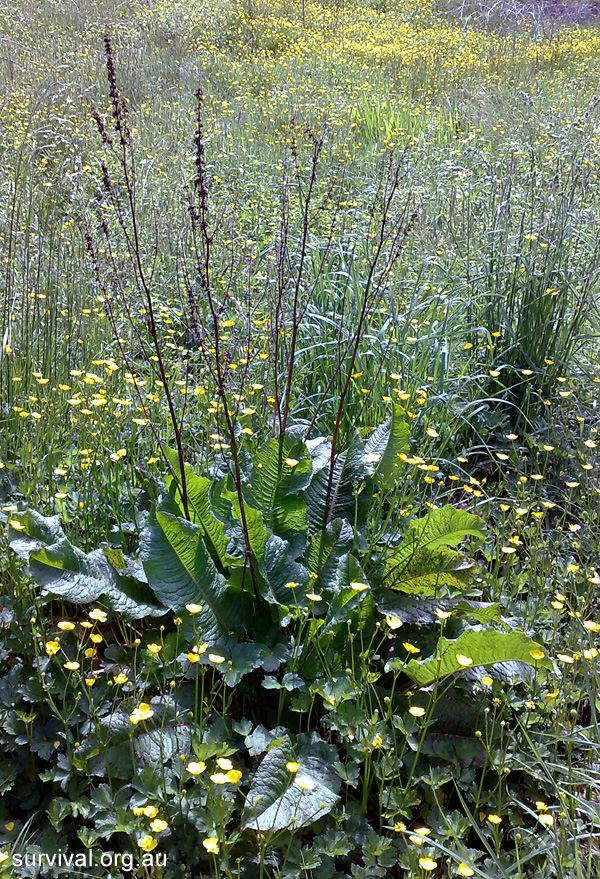 Rumex obtusifolius - Broad-leaf Dock