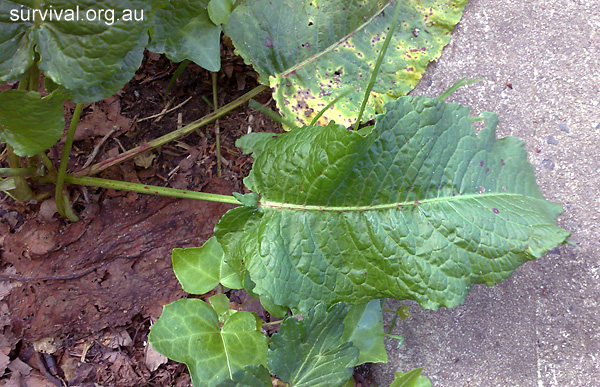 Rumex obtusifolius - Broad-leaf Dock