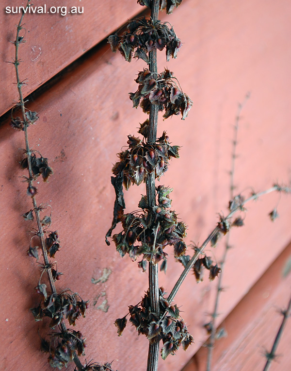 Rumex obtusifolius - Broad-leaf Dock