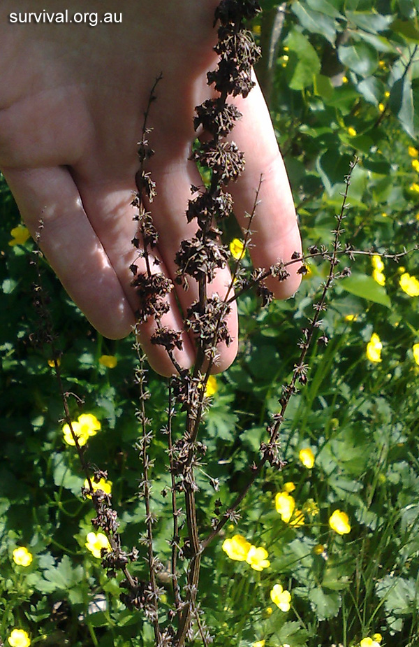 Rumex obtusifolius - Broad-leaf Dock