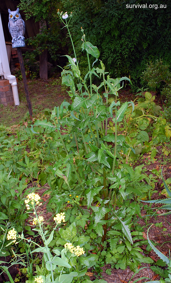 Sonchus asper - Prickly Sowthistle - Bush Tucker Plant Foods