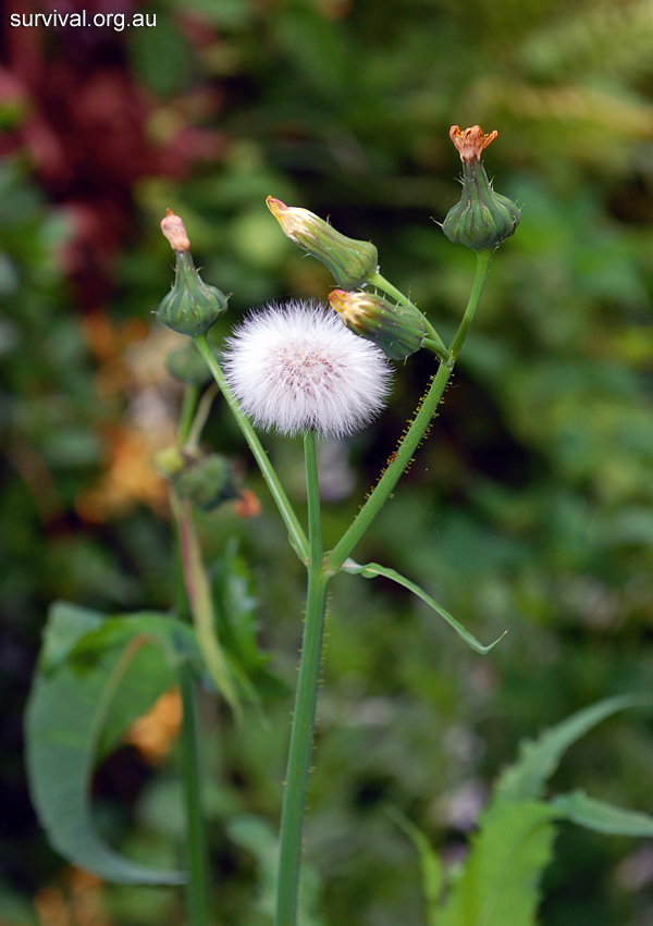 Sonchus asper - Prickly Sowthistle - Bush Tucker Plant Foods