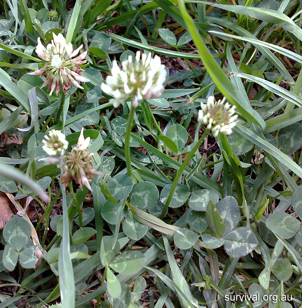 Trifolium - Clover - Bush Tucker Plant Foods