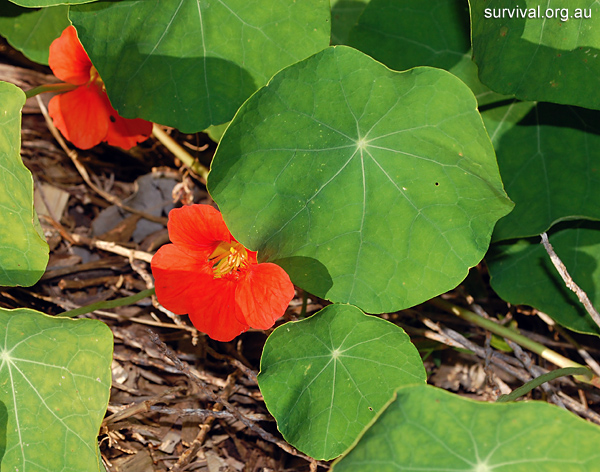 Tropaeolum majus - Garden Nasturtium - Edible Weeds and Bush Tucker Plant Foods