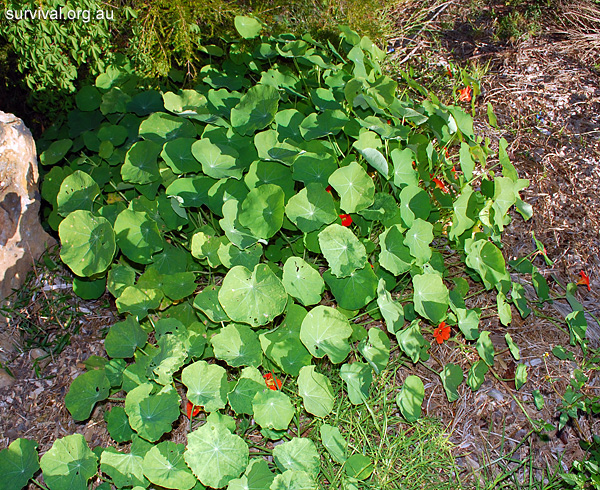 Tropaeolum majus - Garden Nasturtium - Edible Weeds and Bush Tucker Plant Foods