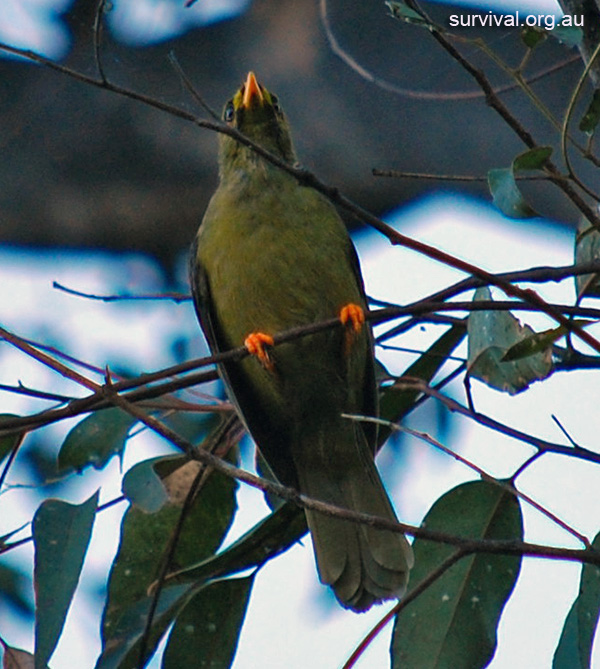 Australian Bird Quiz, Question 4 - Can you identify this bird?