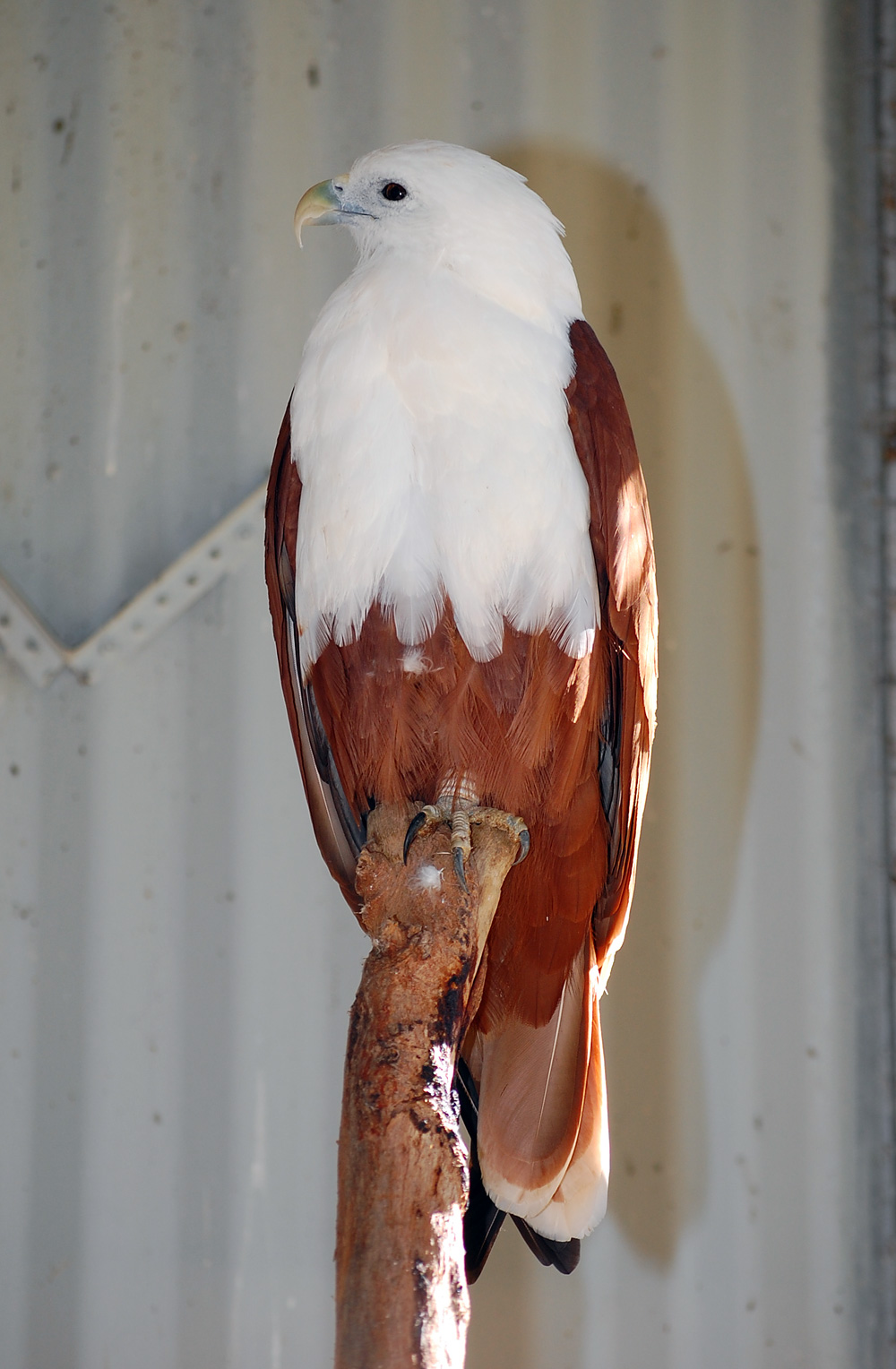 Australian Bird Quiz, Question 2 - Can you identify this bird?