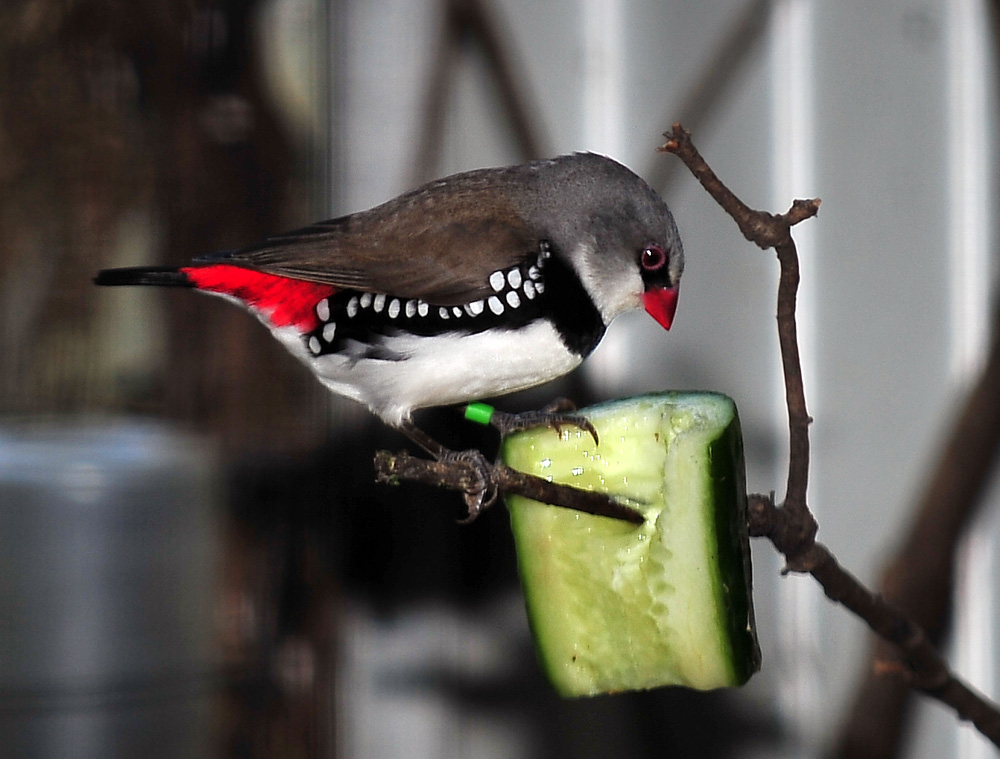 Australian Bird Quiz, Question 3 - Can you identify this bird?