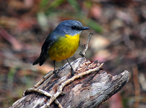 Eastern Yellow Robin - Eopsaltria australia