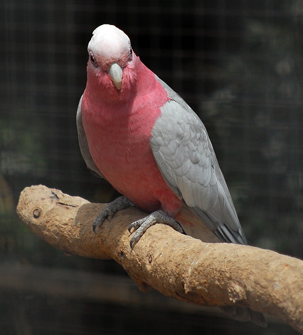 Australian Bird Quiz, Question 8 - Can you identify this bird?