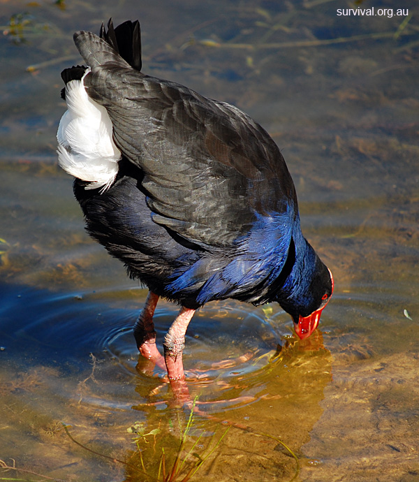 Australian Bird Quiz, Question 9 - Can you identify this bird?