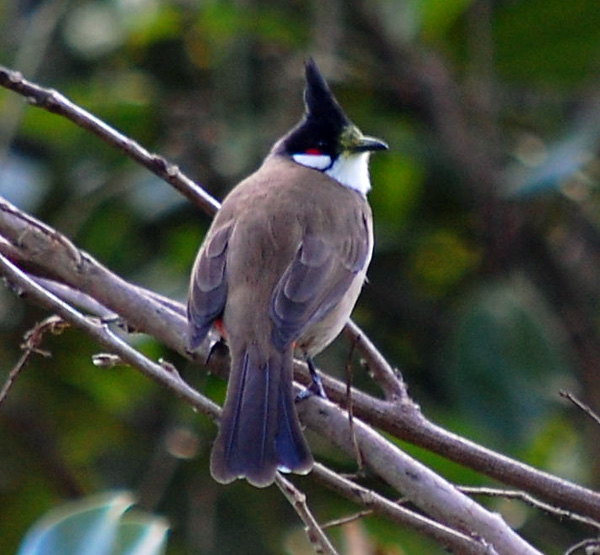 Red-whiskered Bulbul - Pycnonotus jocosus